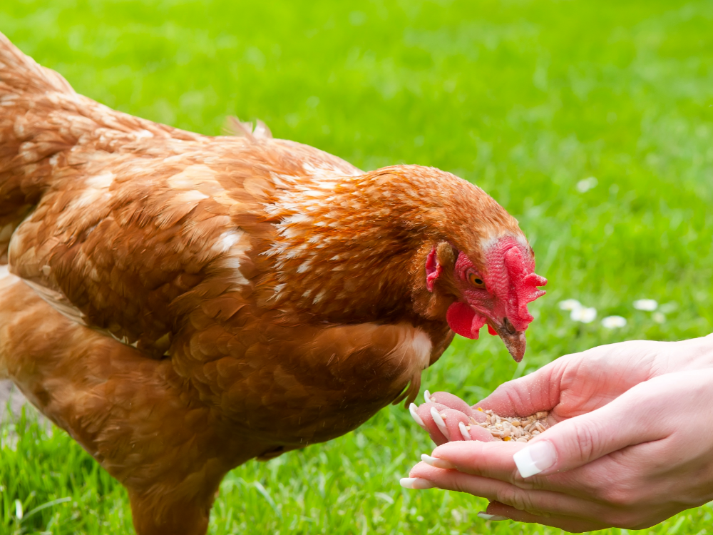 animal feed formulations marigold lutein ester